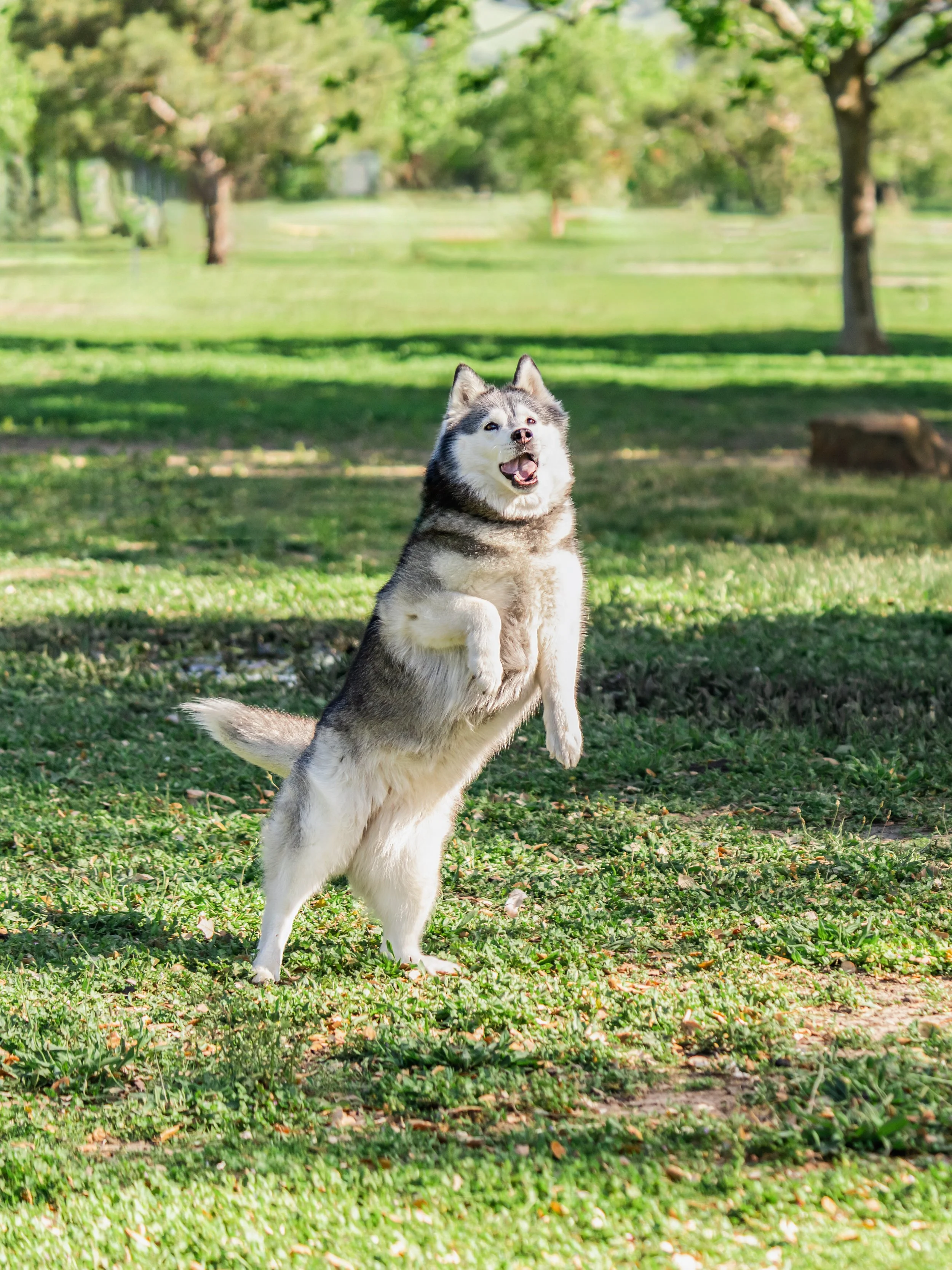 Pet Photography by SF Content Creator