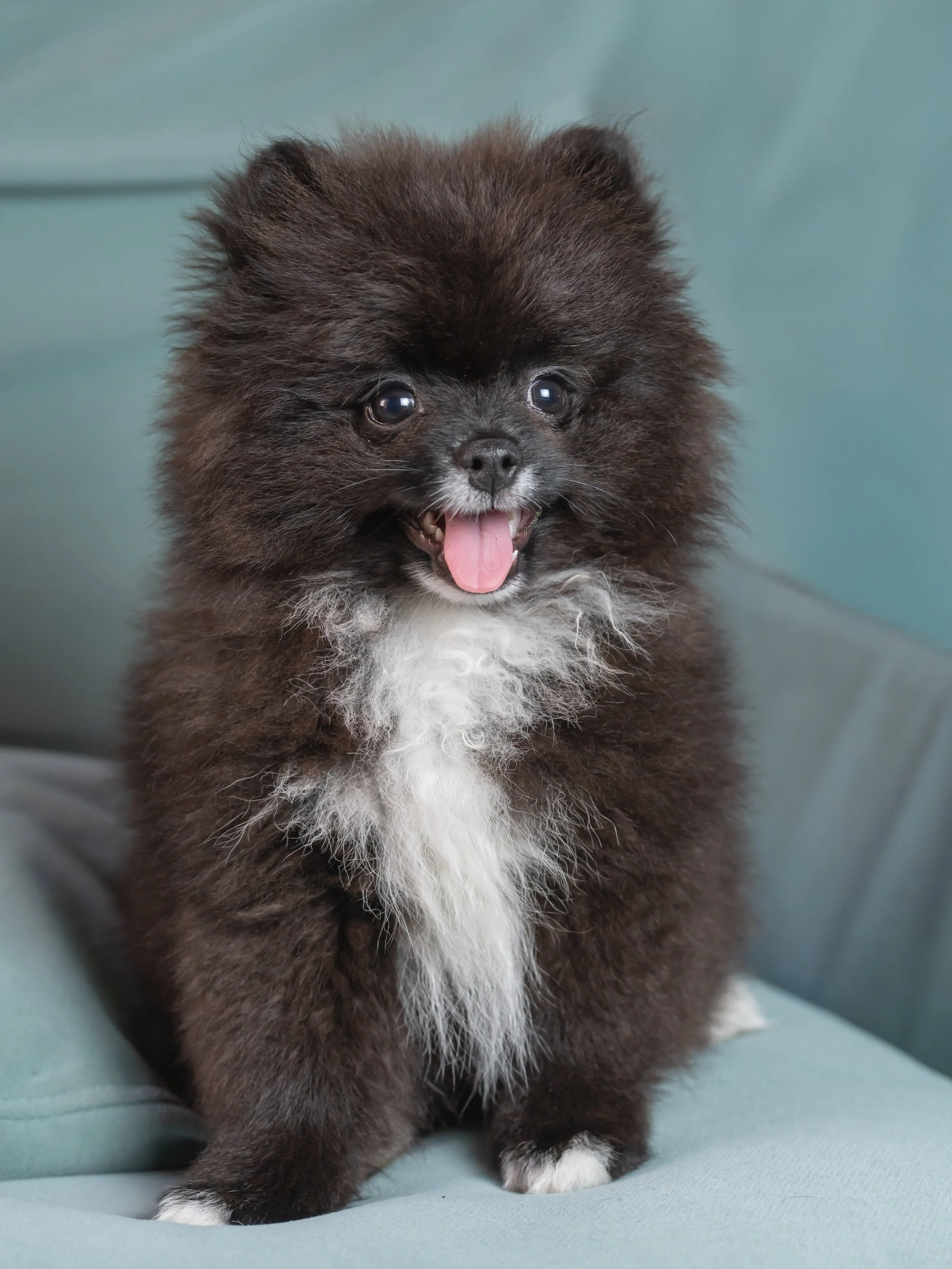 A cute black and white Pomeranian puppy with fluffy fur and a happy expression, sitting on a light green couch.