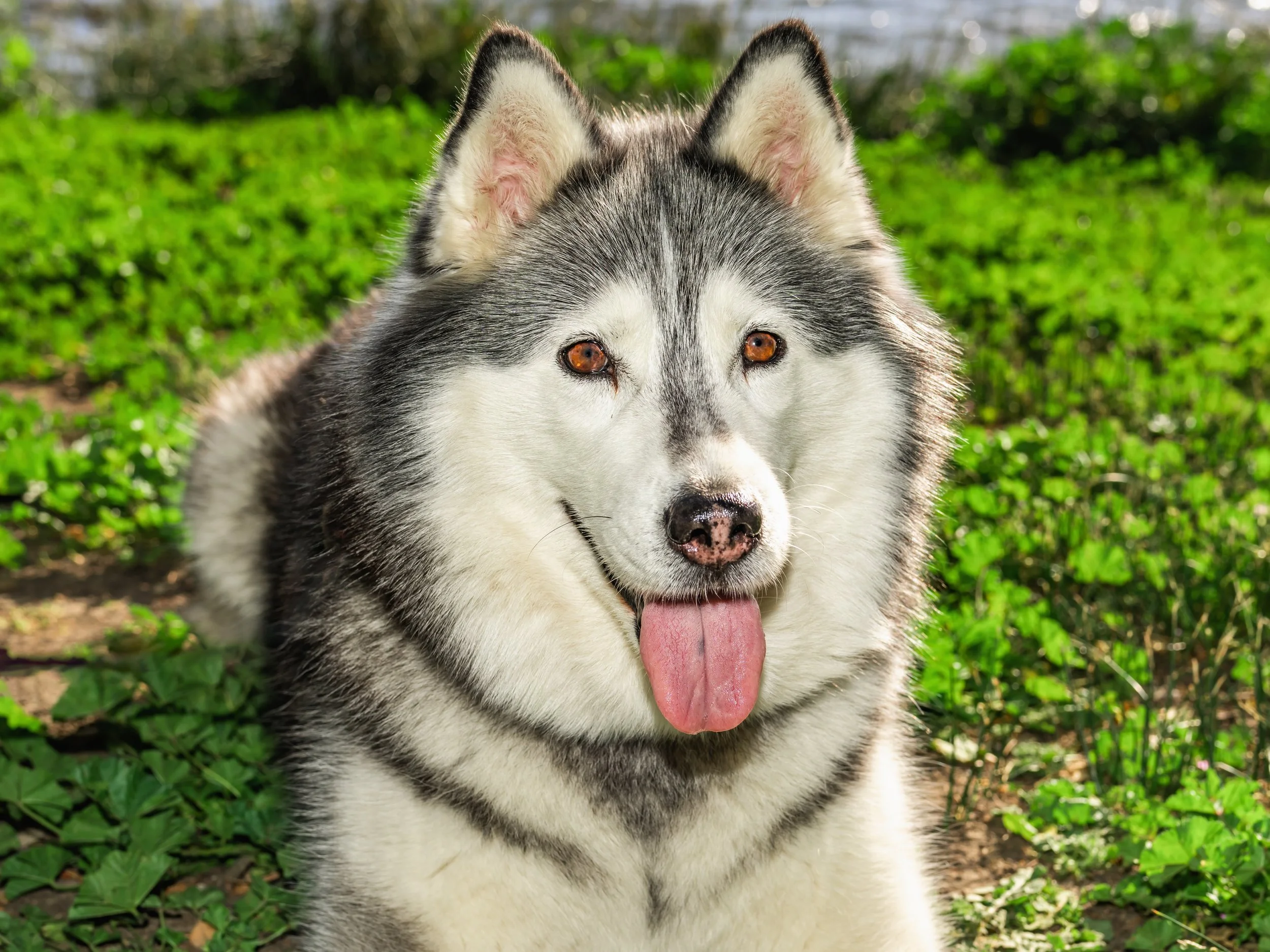 SF Content Creator Pet Photo