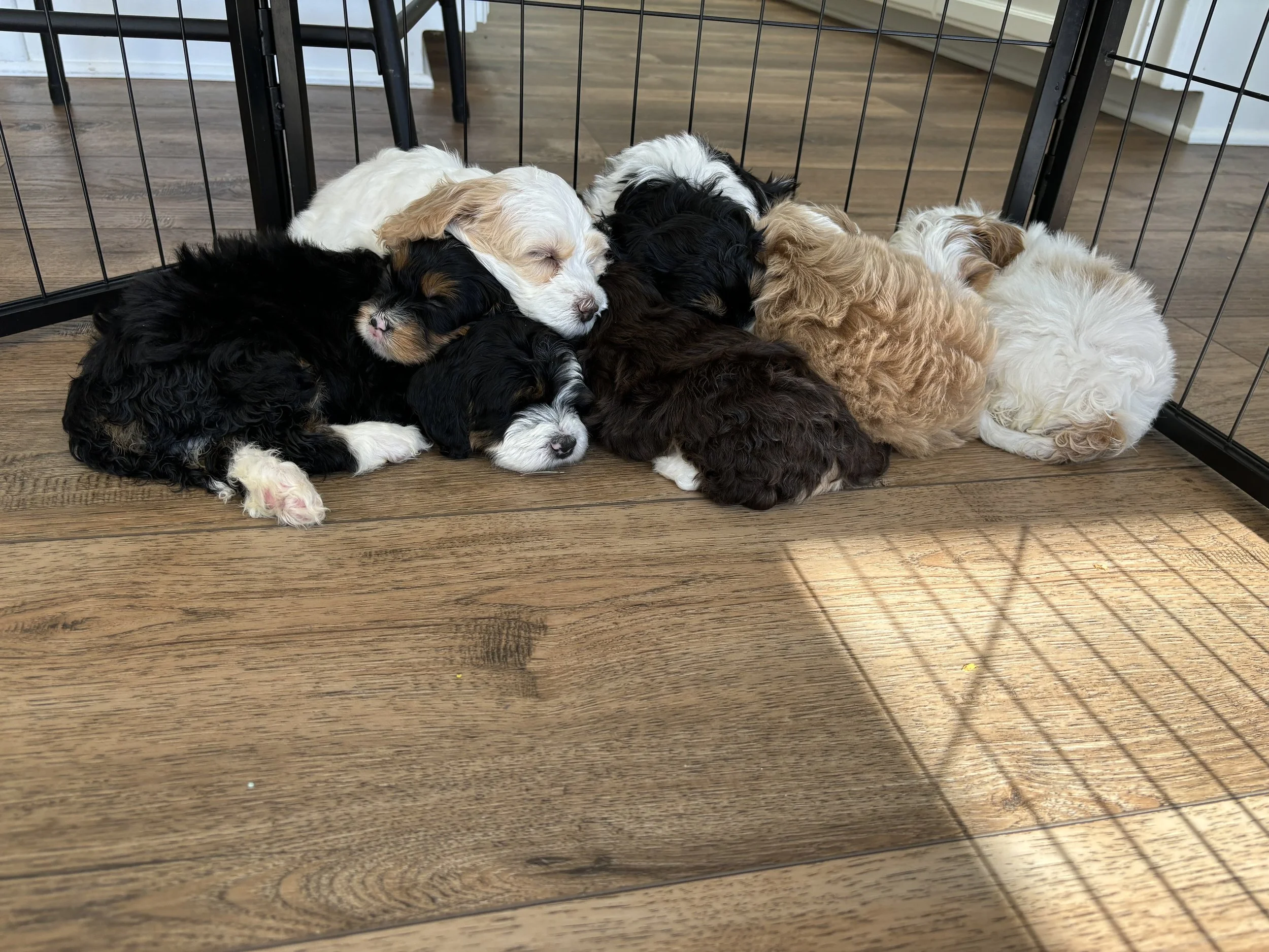 A group of seven adorable Bernedoodle puppy puppies sleeping together on the floor.
