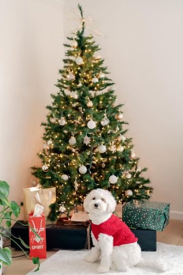 Decorated Christmas tree with gold and silver ornaments, lights, and presents underneath, a small white Bernedoodle dog wearing a red sweater sitting in front.