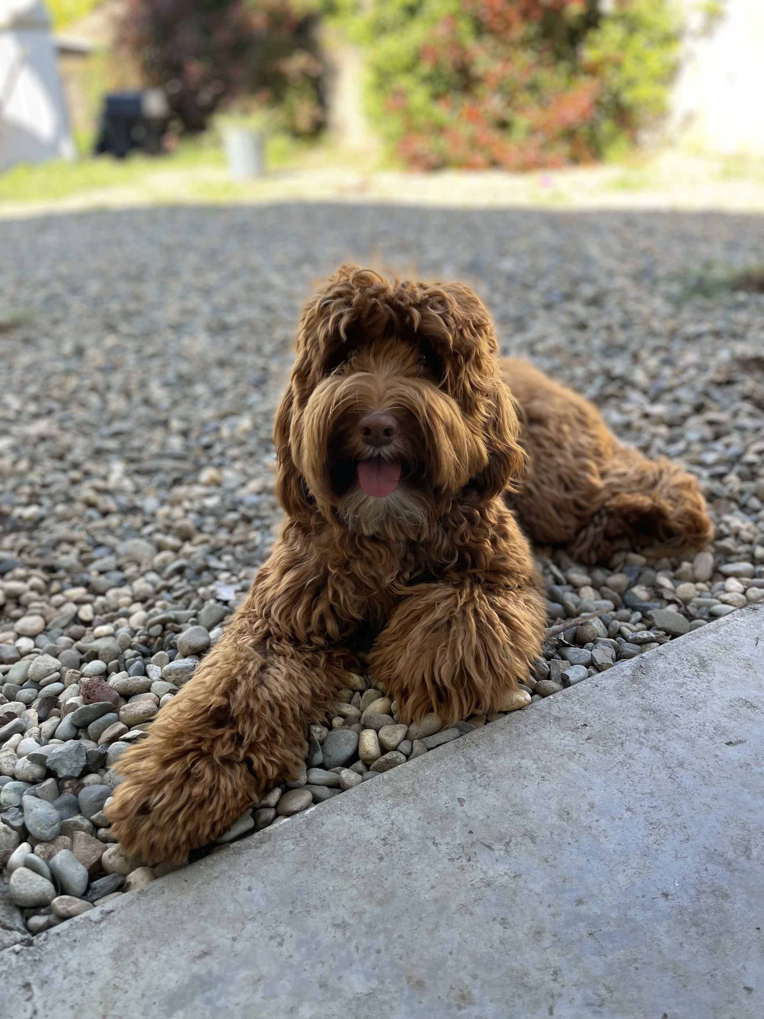 Cute brown curly-haired Bernedoodle puppy lying on a gravel surface with a concrete edge, outdoors with trees and house in the background.