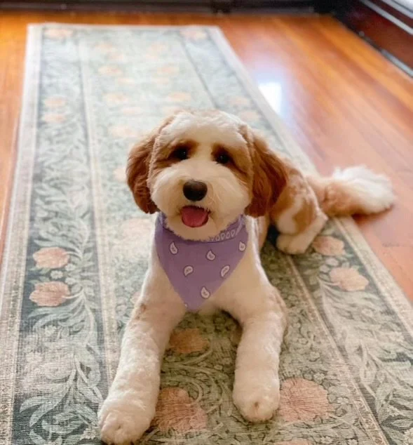 Cute small Bernedoodle dog with a purple bandana sitting on a patterned rug in a room with hardwood floors.