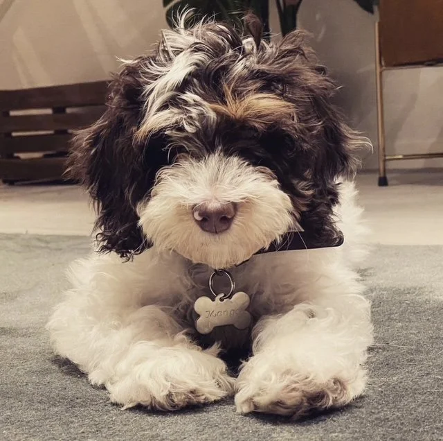 Adorable black and white Bernedoodle puppy with curly fur lying on a gray carpet.