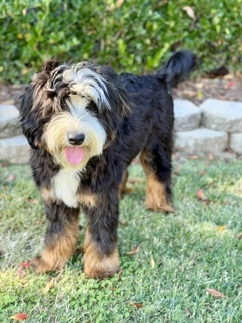 Cute black and white fluffy Bernedoodle dog with tan paws and eyebrows standing on green grass in a backyard.