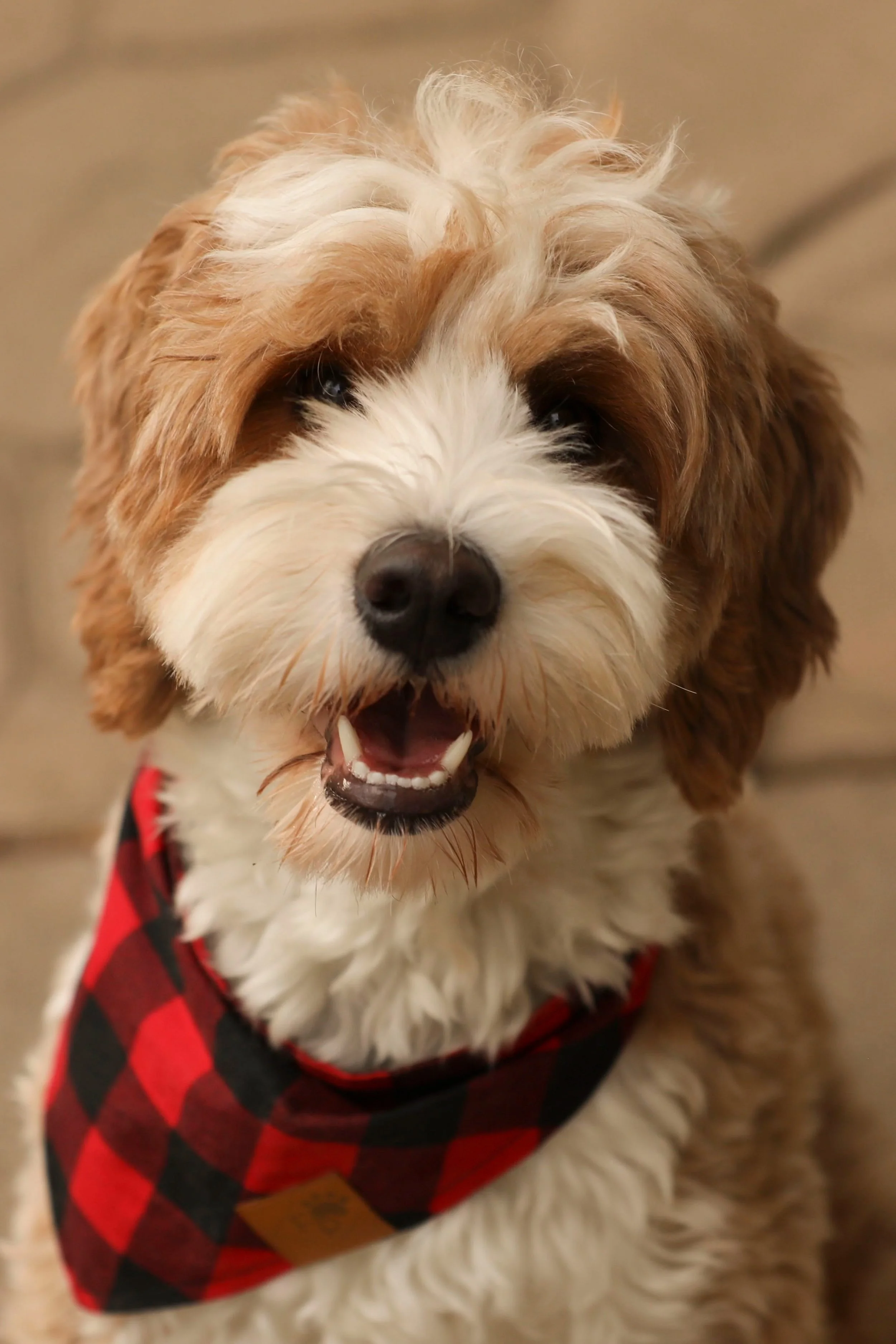 Close-up of a happy, fluffy Bernedoodle dog with a red and black checkered bandana around its neck.