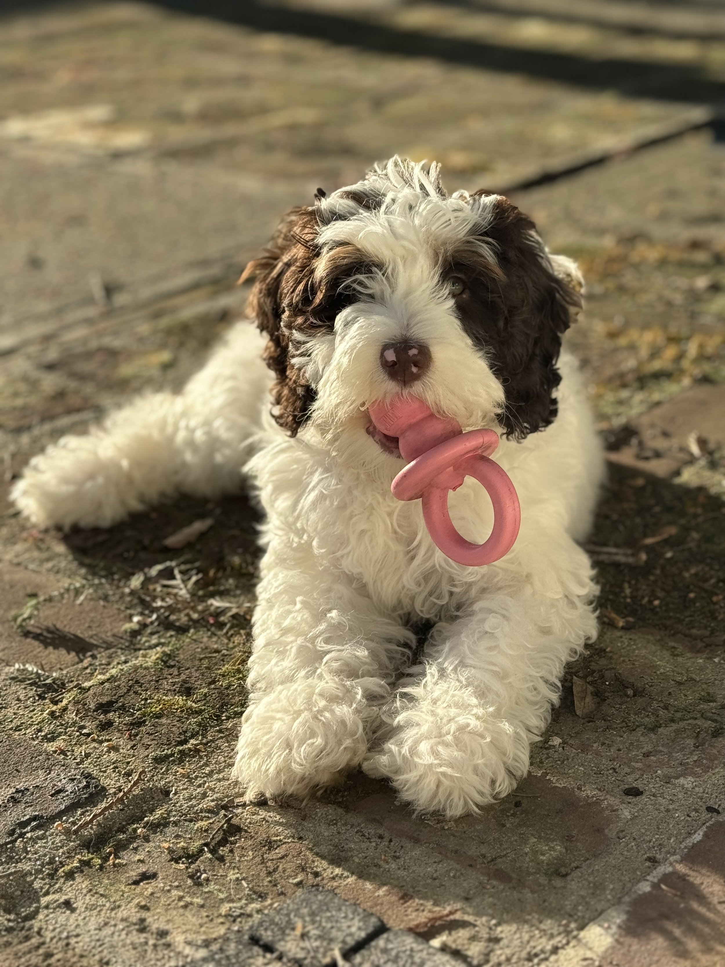 A fluffy black and white Bernedoodle puppy lying on a cobblestone surface with a pink ring toy in its mouth.