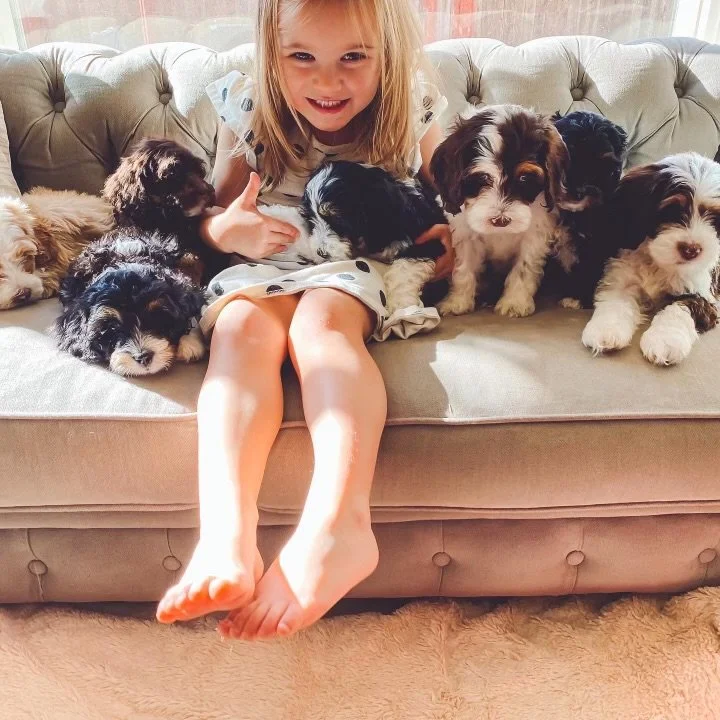 A young girl sitting on a beige couch surrounded by several small black, white, and brown Bernedoodle puppies, smiling and playing with the puppies.