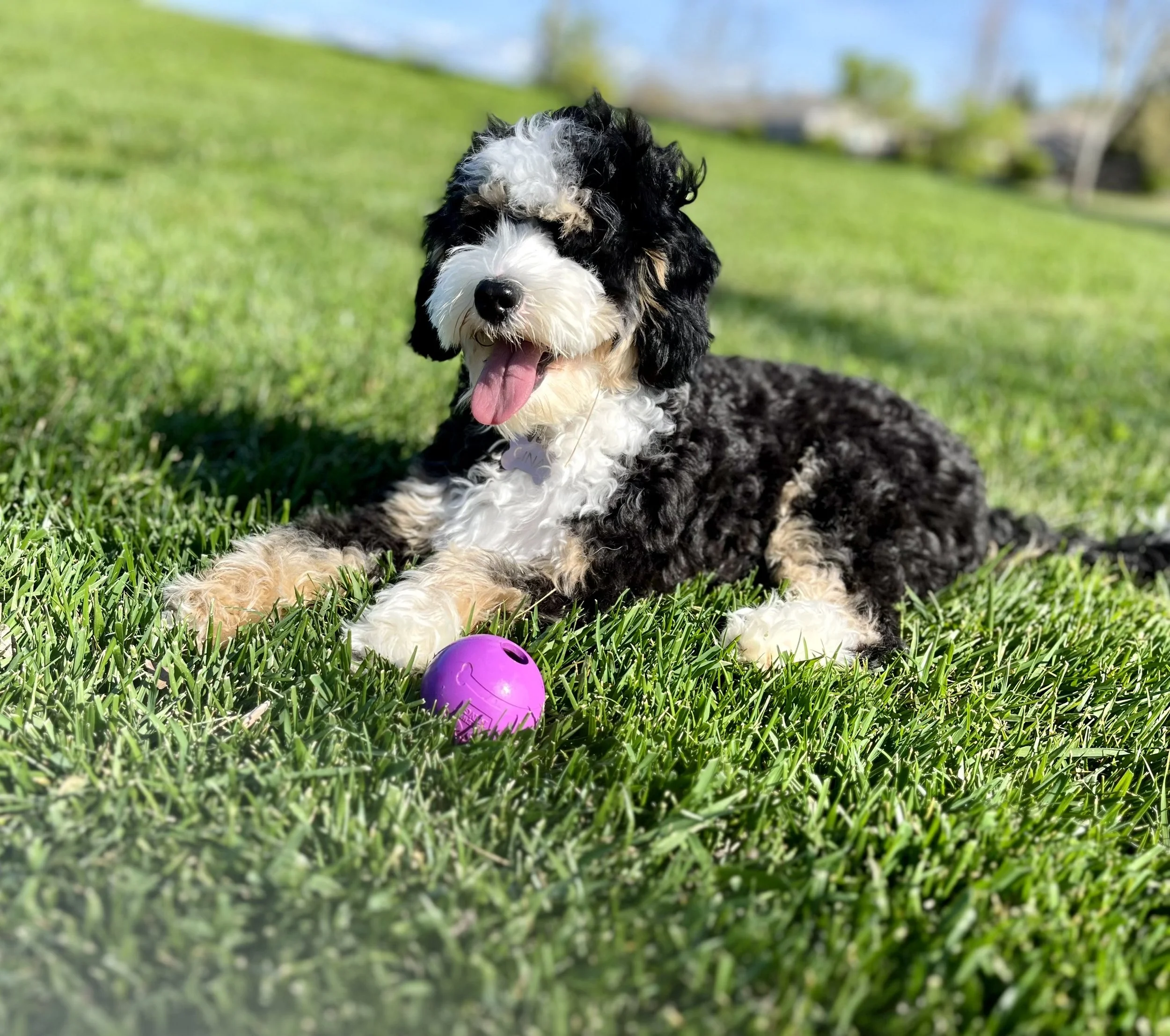 A black and white Bernedoodle puppy lying on green grass with a purple ball in front, tongue out, outdoors on a sunny day.