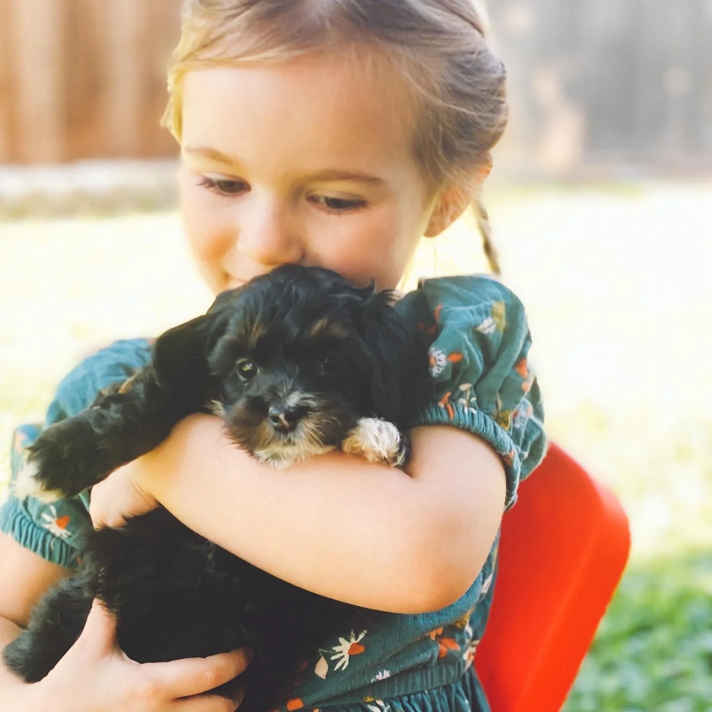 A young girl holding a small black Bernedoodle puppy with brown and white markings outdoors.
