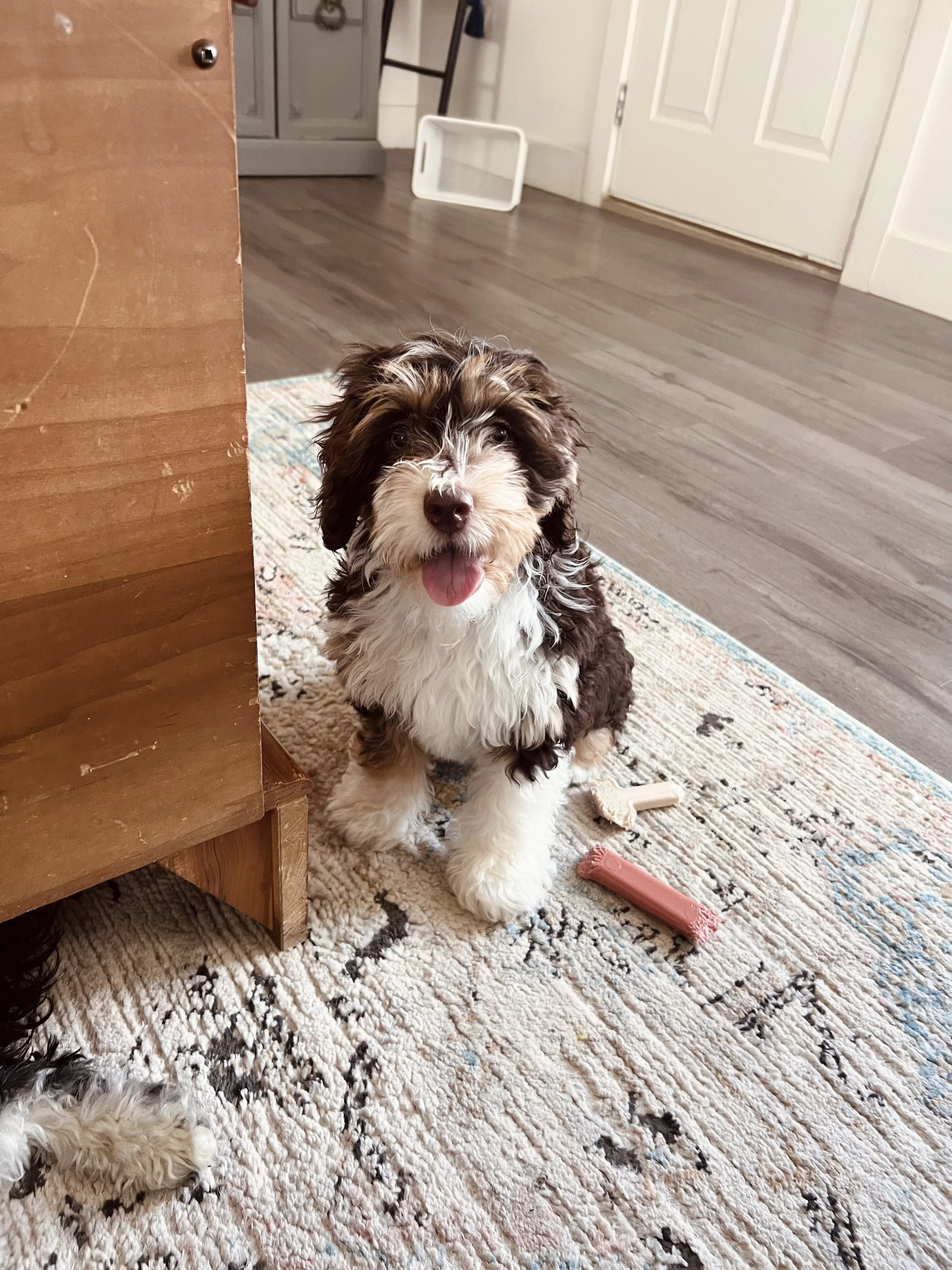 A cute, fluffy brown and white Bernedoodle puppy sitting on a patterned rug inside our house.