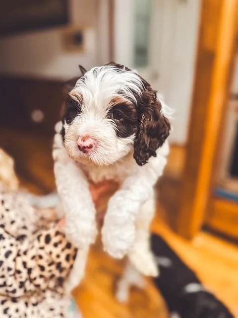 A small black, white, and brown Bernedoodle puppy being held up by a person indoors.