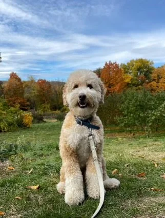 A fluffy white and cream-colored dog sitting on grass in a park with fall foliage and trees with orange, yellow, and green leaves, under a partly cloudy blue sky.