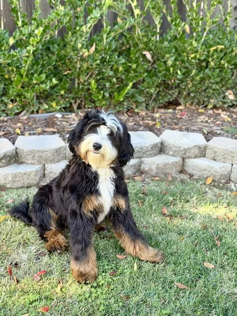 A cute black and white Bernedoodle puppy sitting on the grass in a backyard, with a garden bed and bushes in the background.