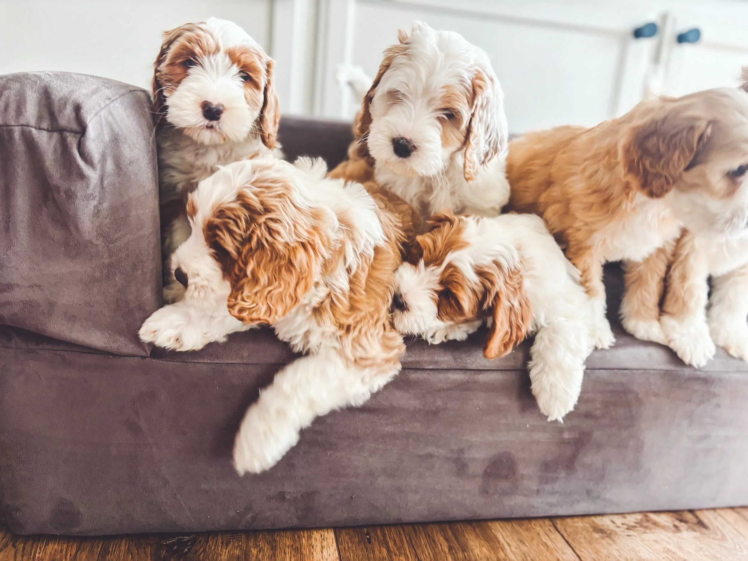 A group of six adorable Bernedoodle puppies with white and brown fluffy fur sitting and lying on a brown couch.