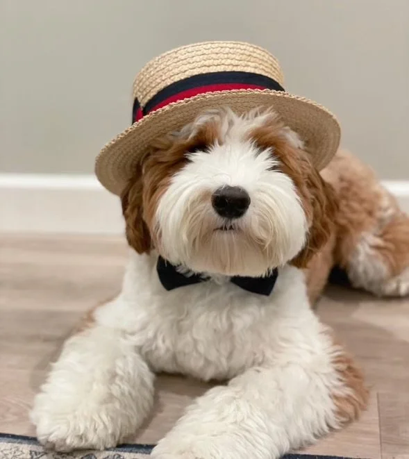 A fluffy Bernedoodle dog wearing a straw hat with a red and black ribbon, and a black bow tie, sitting on a wooden floor.