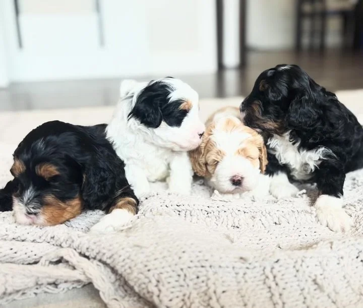 Four Bernedoodle puppies resting on a beige blanket on the floor.