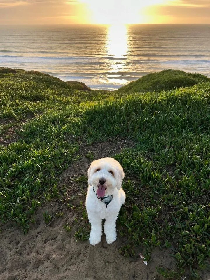 A happy white Bernedoodle sitting on sandy ground with green bushes, a beach, and the ocean during sunset in the background.