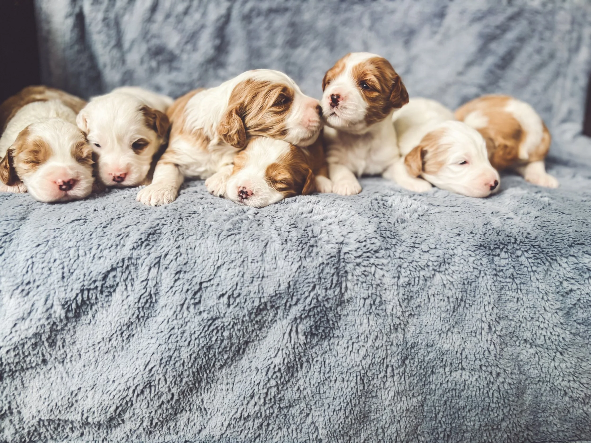 Six adorable Bernedoodle puppies with white and brown fur lying and sitting on a soft gray blanket.