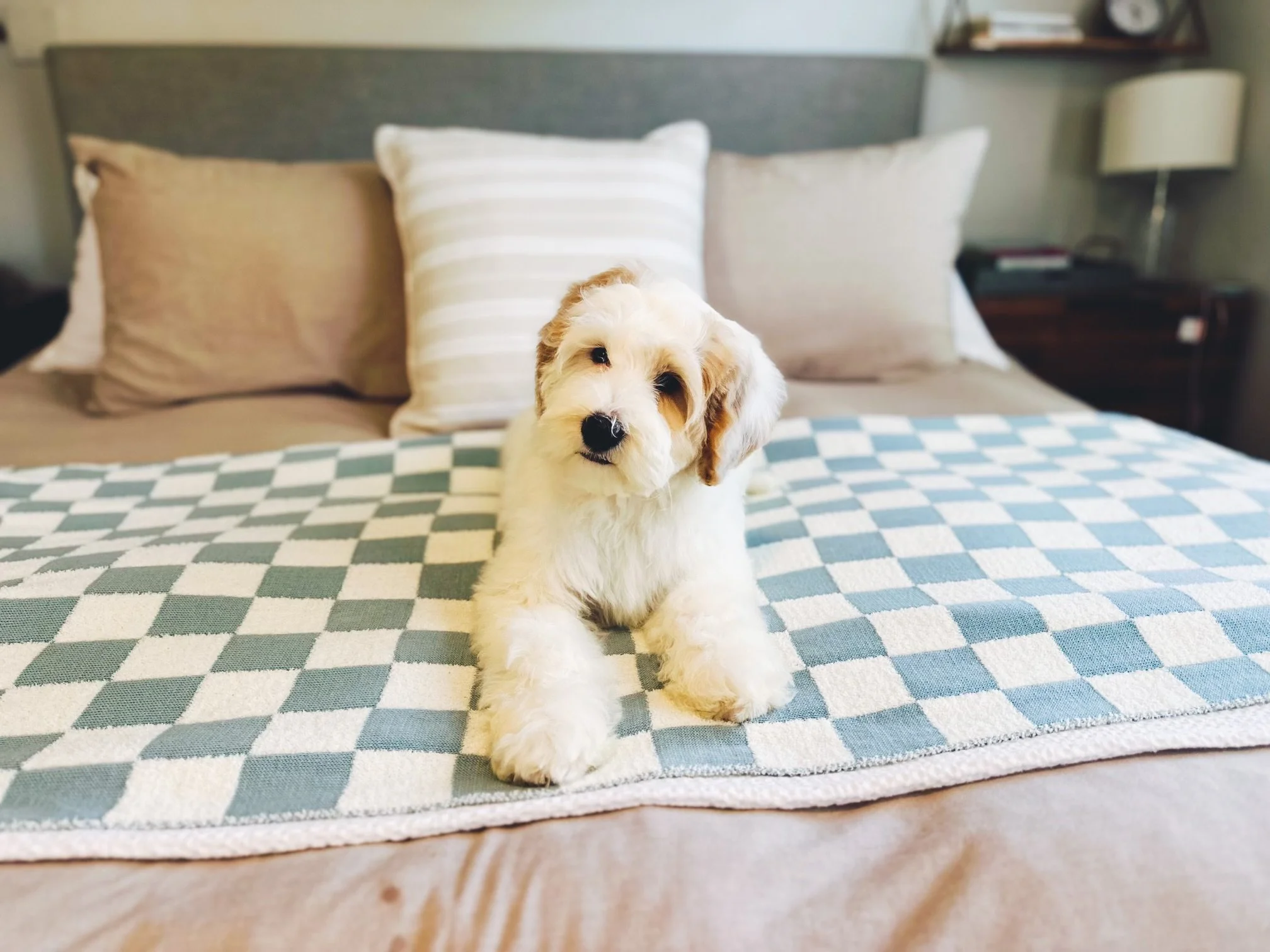 A Bernedoodle puppy sitting on a bed with a checkered blanket in a bedroom with pillows, a lamp, and a nightstand in the background.