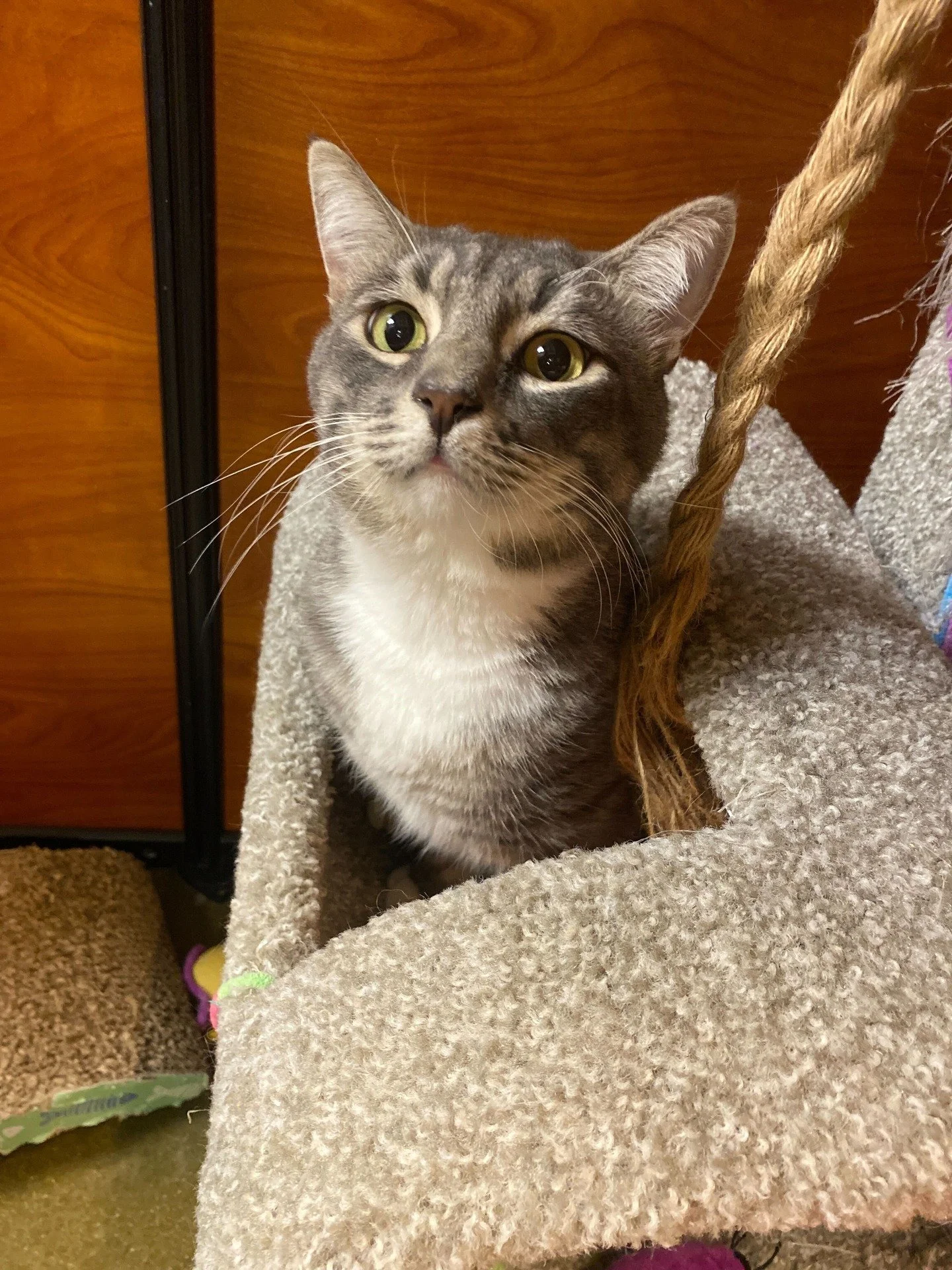 Meet Silverstein! 💙 This sweet, lazy cuddlebug is adoptable now at the Pacific Beach PetSmart. He loves nothing more than pets, snuggles, and lounging in bed all day. 💤

Silverstein coexists just fine with other cats, but he&rsquo;d also thrive as 