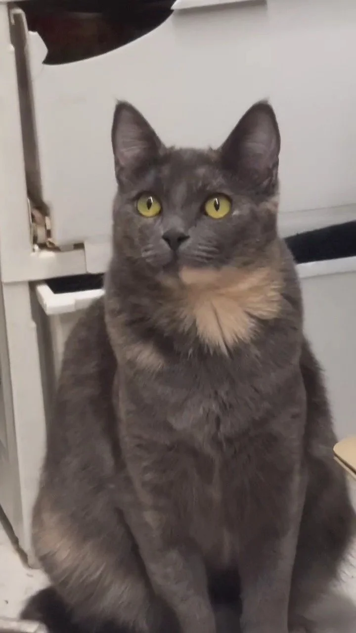 Lila is a 1-year-old cutie is living at the La Jolla PetSmart and still waiting for her forever home! 💕

She&rsquo;s a calm, gentle cat looking for someone to rescue her. 😻 Apply to meet Lila at the link in our bio!
