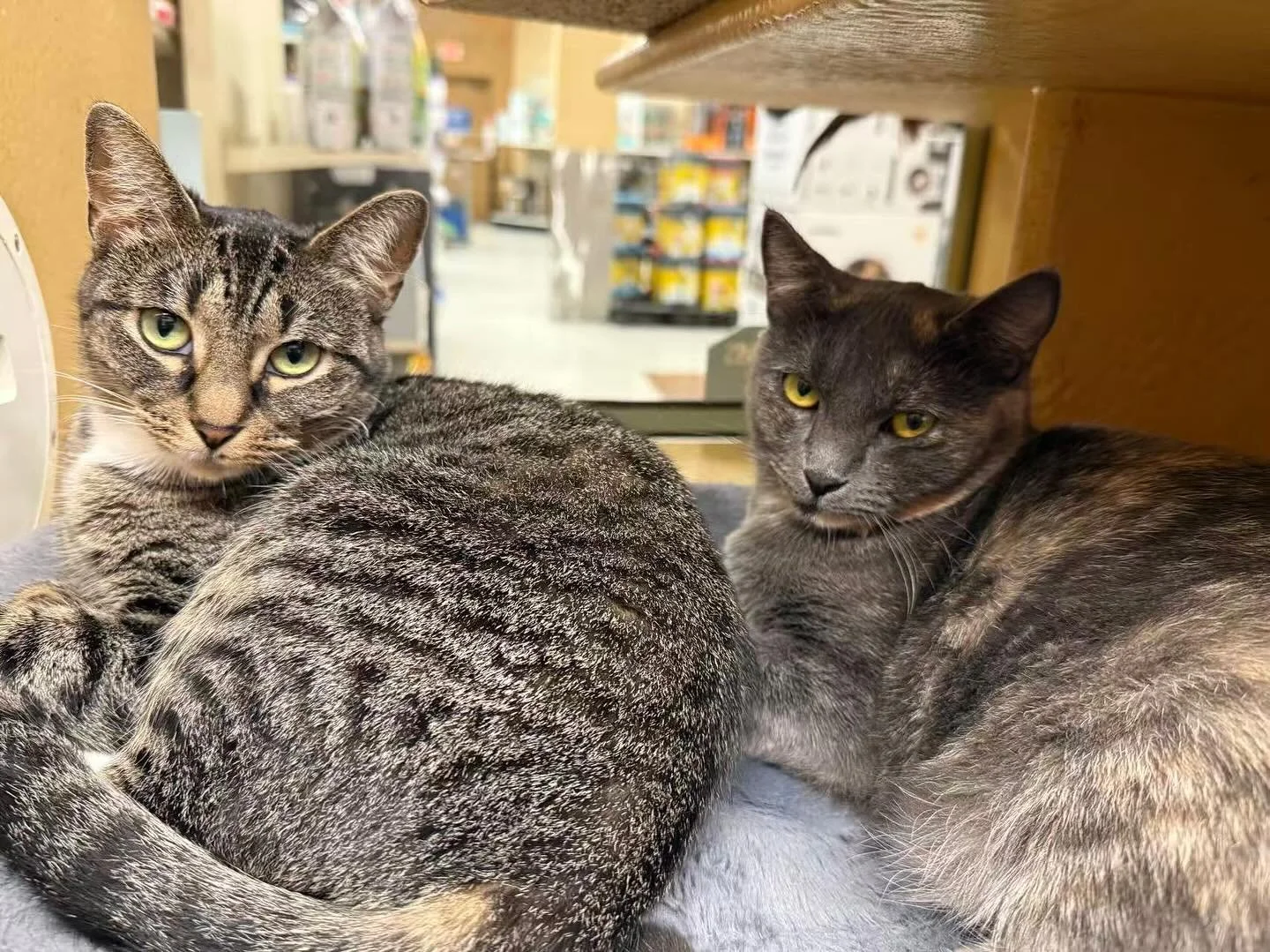 Lila and Susie Q are two precious girls who desperately want a furever home! They both are a bit shy at first but warm up with time, patience, and love. Their love is worth waiting for ❤️