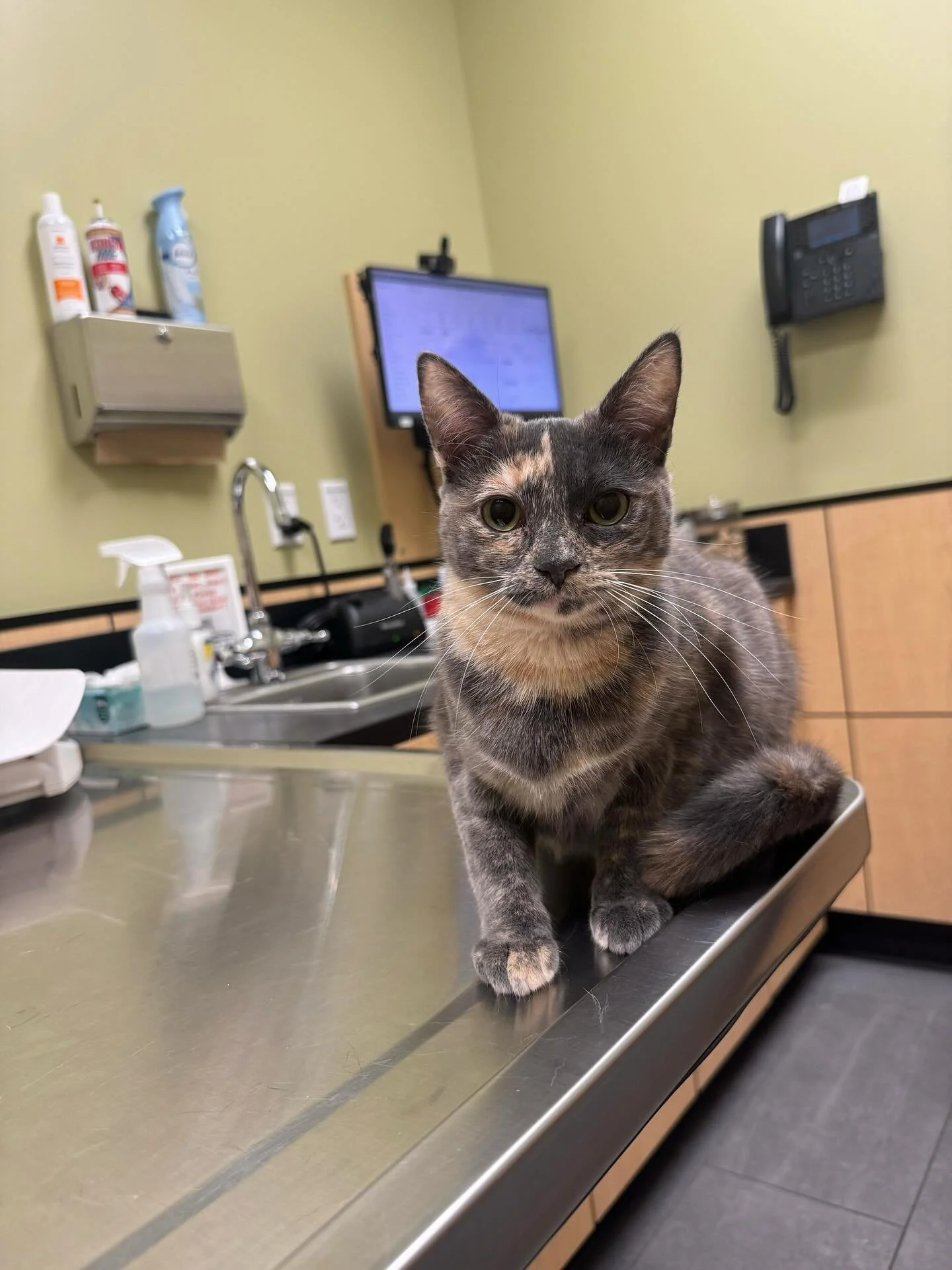 Two of our kitties had to go to the vet today! Lucille and Stevie (not pictured) were having some tummy issues and not feeling well. 😔 Luckily, they were both very good girls at the vet and got some medicine to help them feel better! They are both a