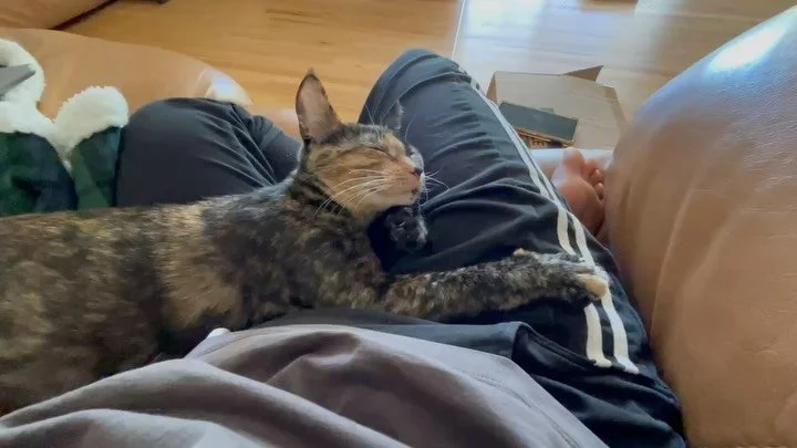 A little ASMR purring from our adoptable kitty Peony. This 6 month old cutie is available for adoption! ❤️