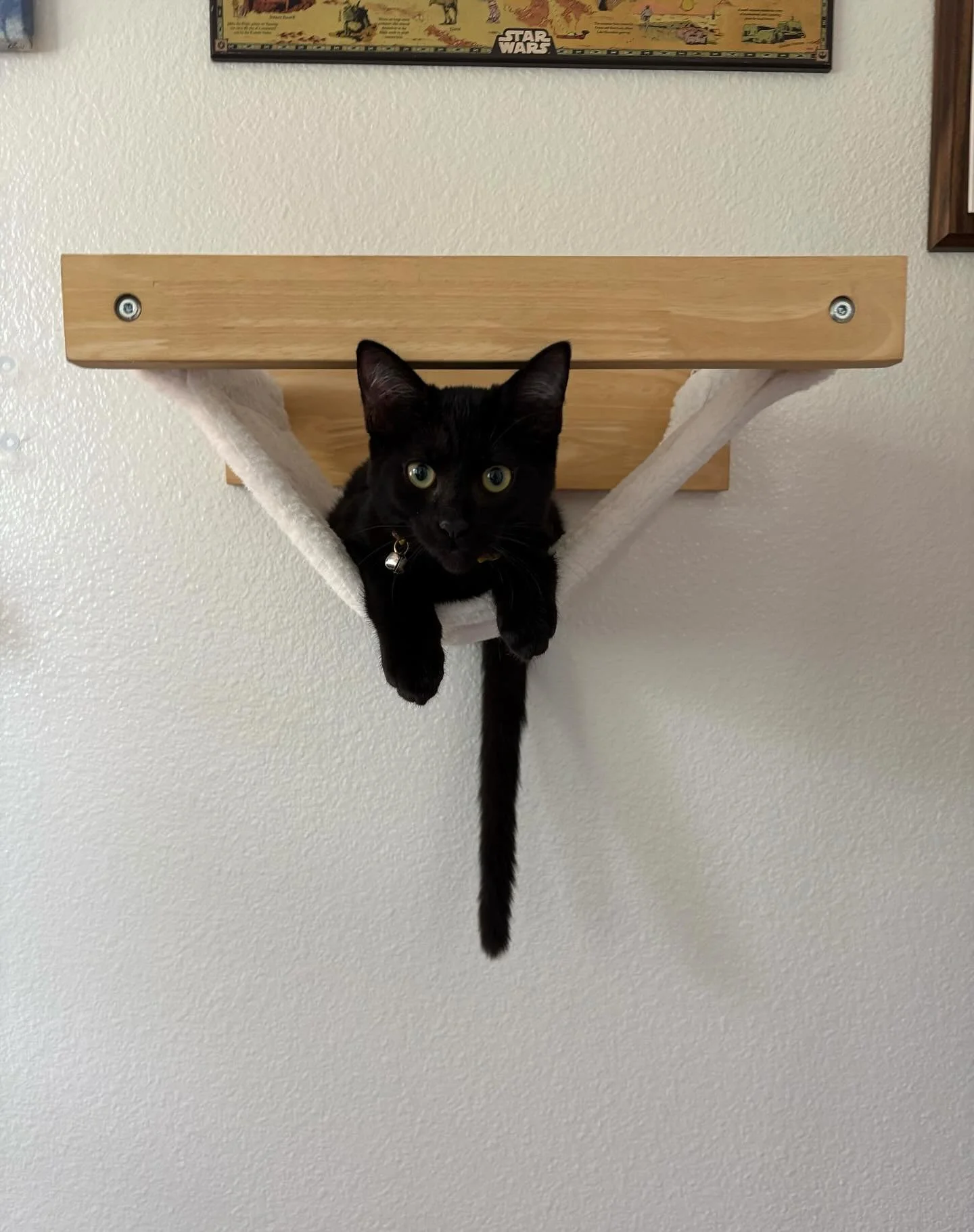 Ziggy is one of our spunky foster cats looking for his forever home! 🏡 He is hanging out with one of our fosters right now and is good with other cats, dogs + people. Apply to meet Ziggy at the link in our bio! ❤️