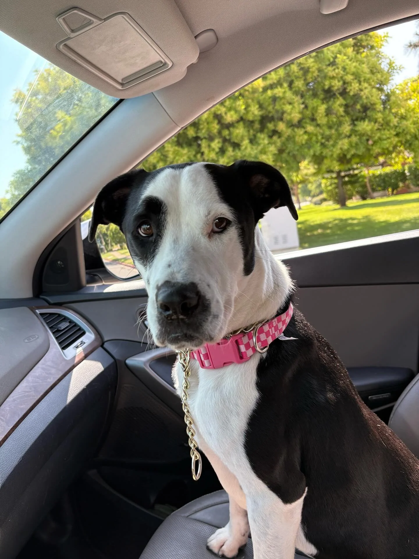 Roxy is a great companion and will show you how much she loves you all day everyday.&nbsp;She loves to snuggle, be with her human, and go on adventures. She loves a good toy, and is good at having her alone time, but also loves to jump around and go 