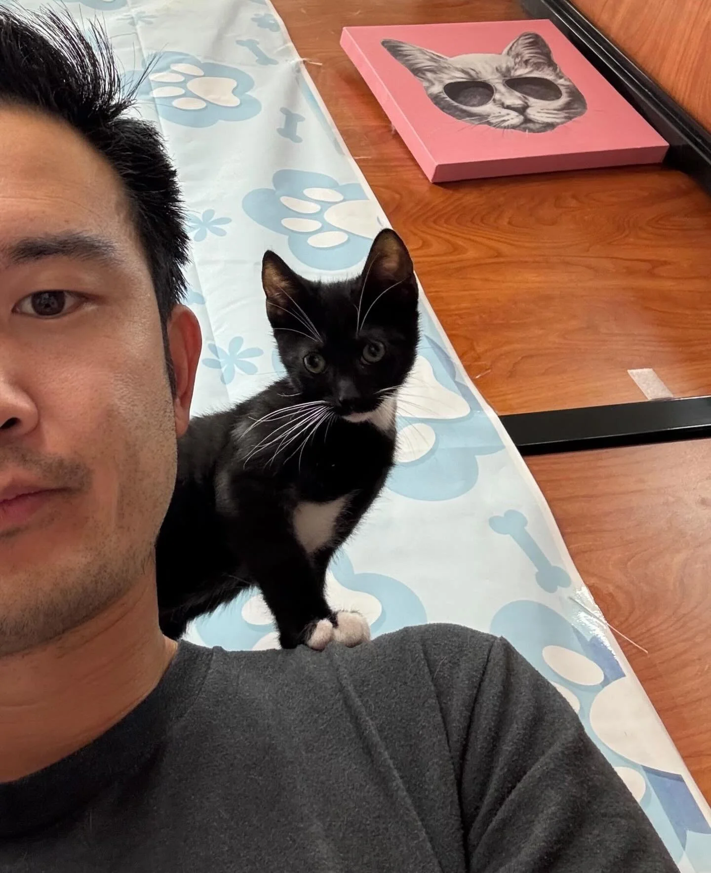 Billie Beans looking for someone to adopt him like&hellip; 🤣 This cutie is adorable and so curious. Apply to meet little Billie Beans at the link in our bio. 🖤