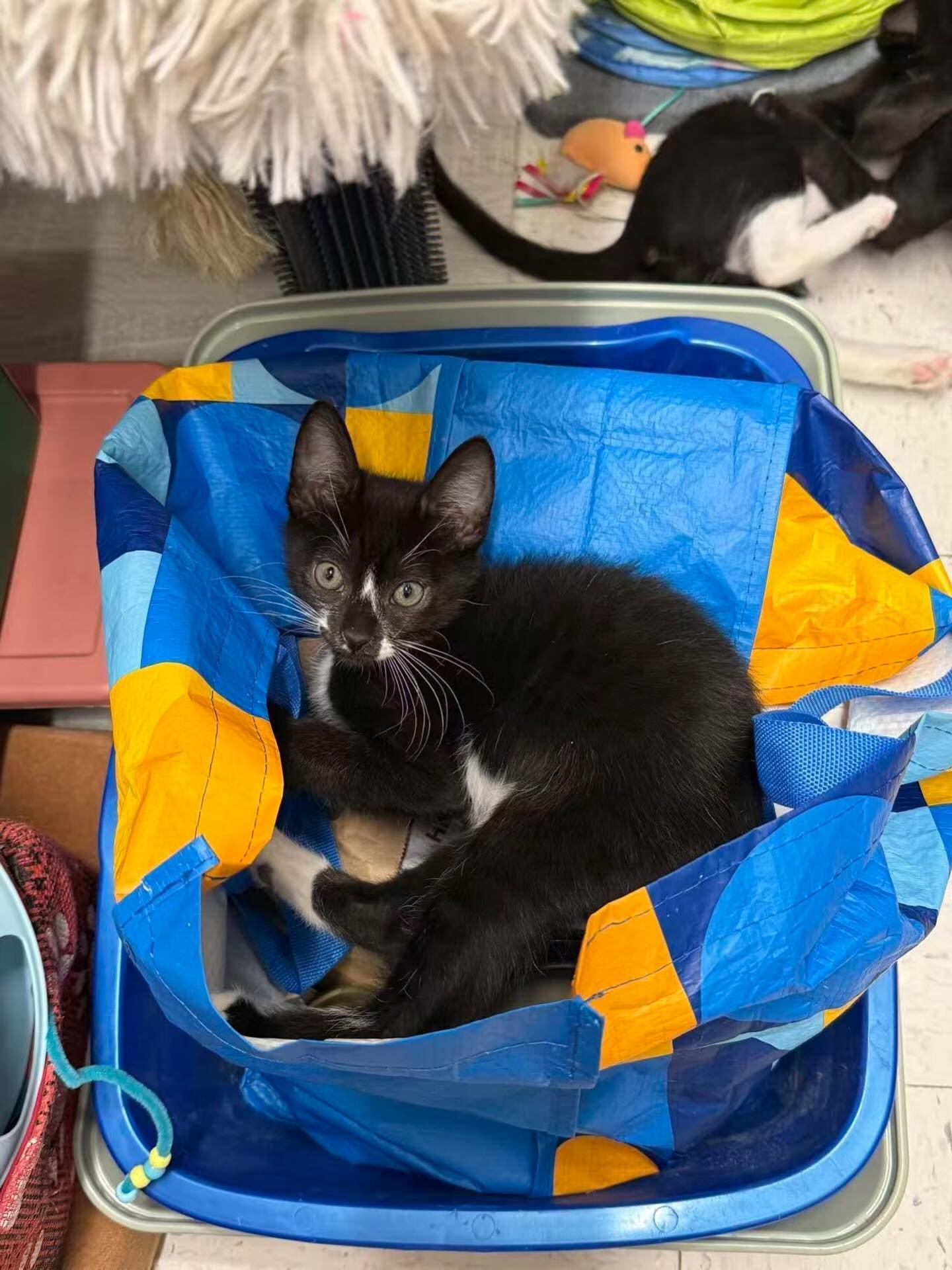 Fig is another adorable 3-month-old currently staying at the La Jolla PetSmart while he waits for his forever home. He loves curling up in the funniest spots around the cattery! Interested in meeting him? Apply through the link in our bio.
