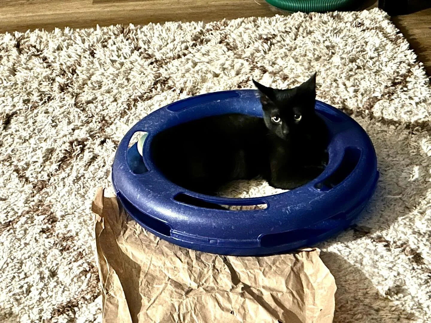 Dipper is looking for her forever home! She&rsquo;s available for adoption now, take a look at her profile at the link in our bio! ❤️