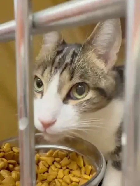 Toby eating ASMR 🥰 He&rsquo;s a tiny little love looking for someone to rescue him. Apply to meet Toby at the link in our bio!