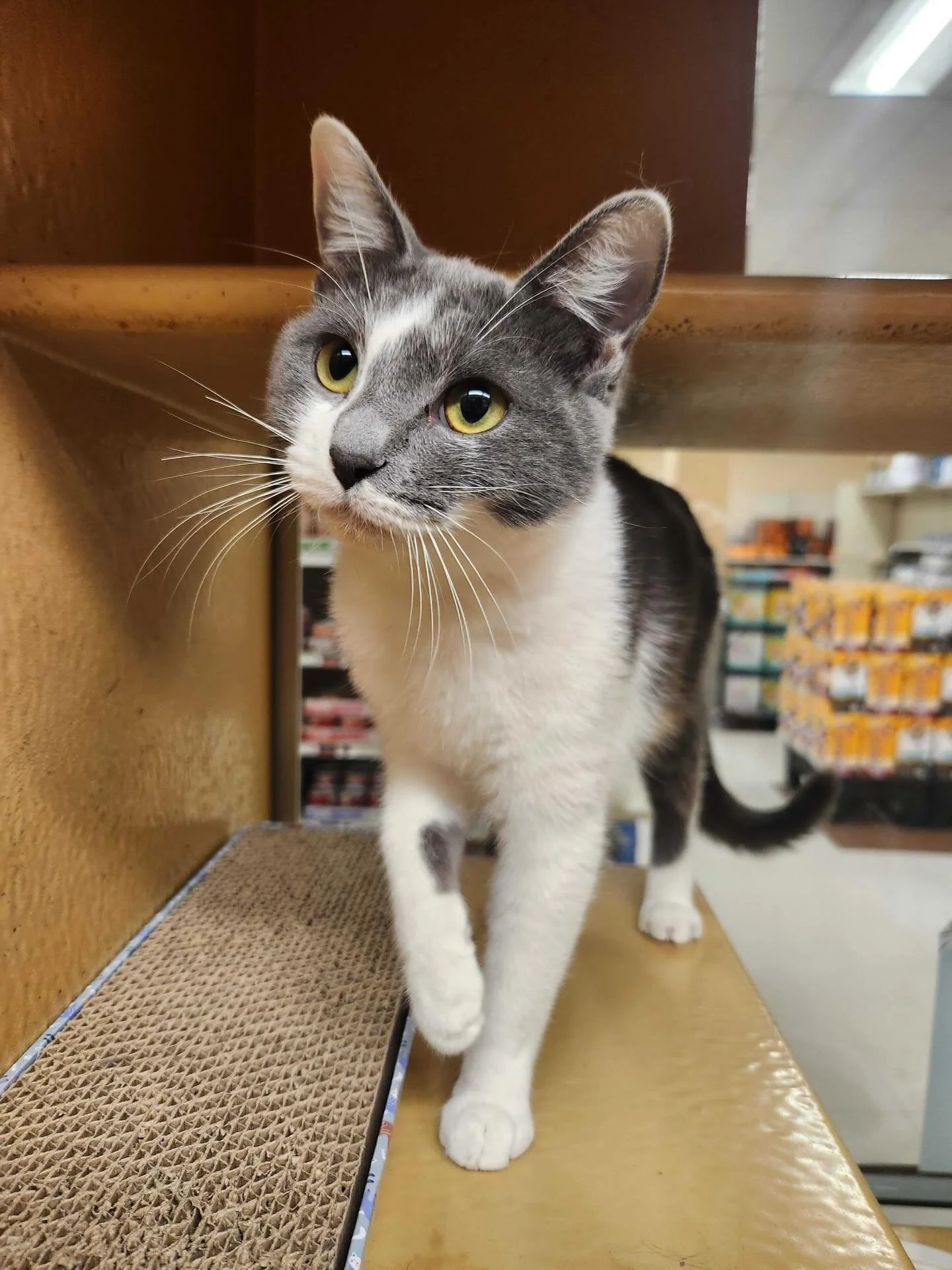 Forrest is such a sweetie! 🌲 She&rsquo;s a 10 month old beauty waiting for her forever home. Apply to meet her at the link in our bio. 🥰