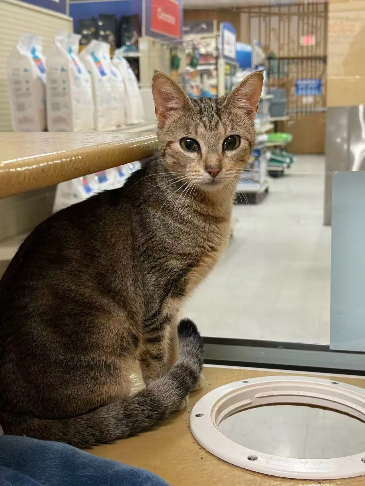 Tiger is an 8 month old beauty waiting for someone to adopt her! Come meet her at the La Jolla Petsmart. ❤️