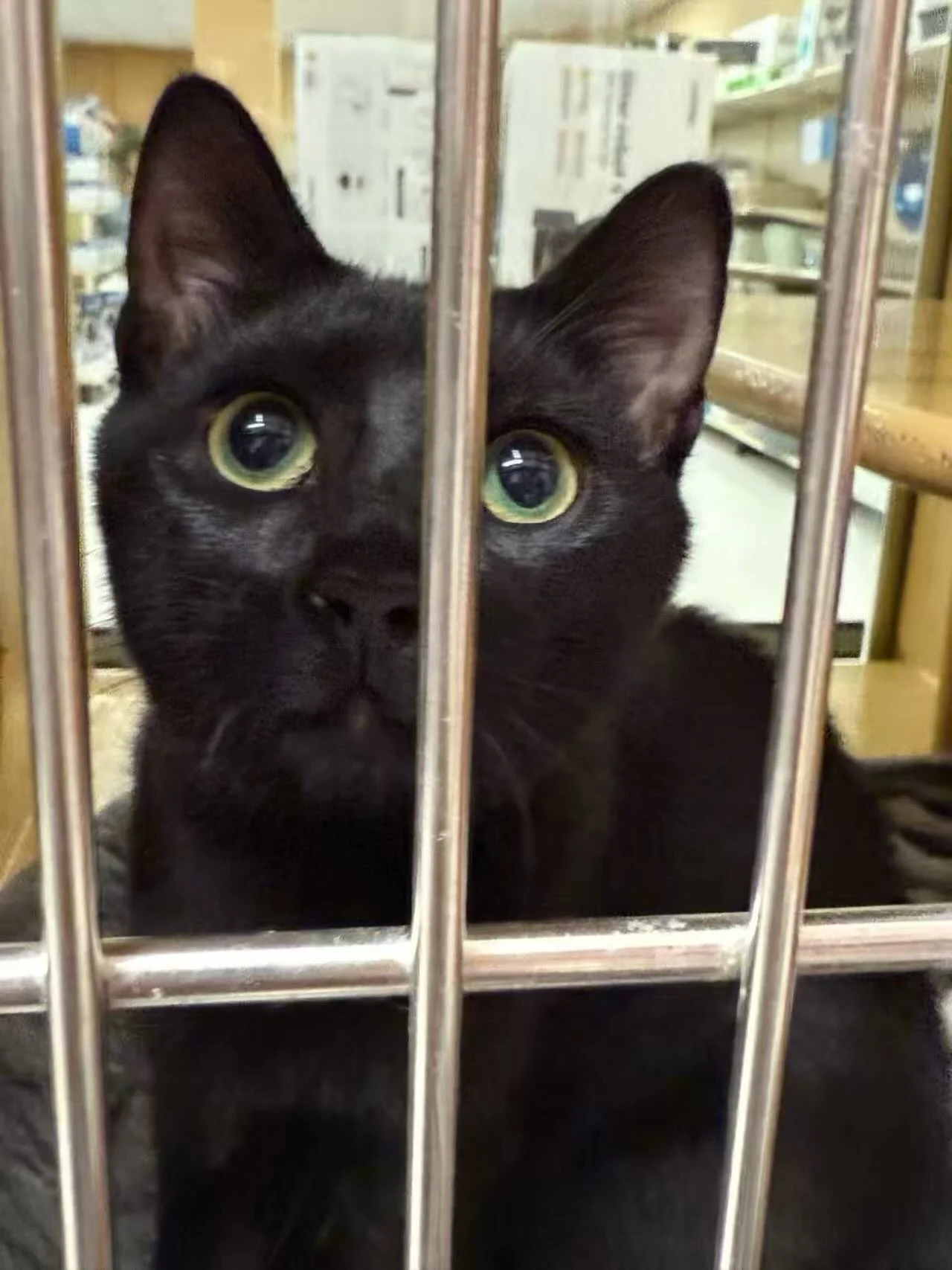 Rescue Onyx!! ❤️ She&rsquo;s a little shy at first, but is a lovebug with a loud purr once she&rsquo;s opened up! Treats are a quick way to win her heart. She gets along great with other cats, and loves sprinting around with them or after a wand toy.