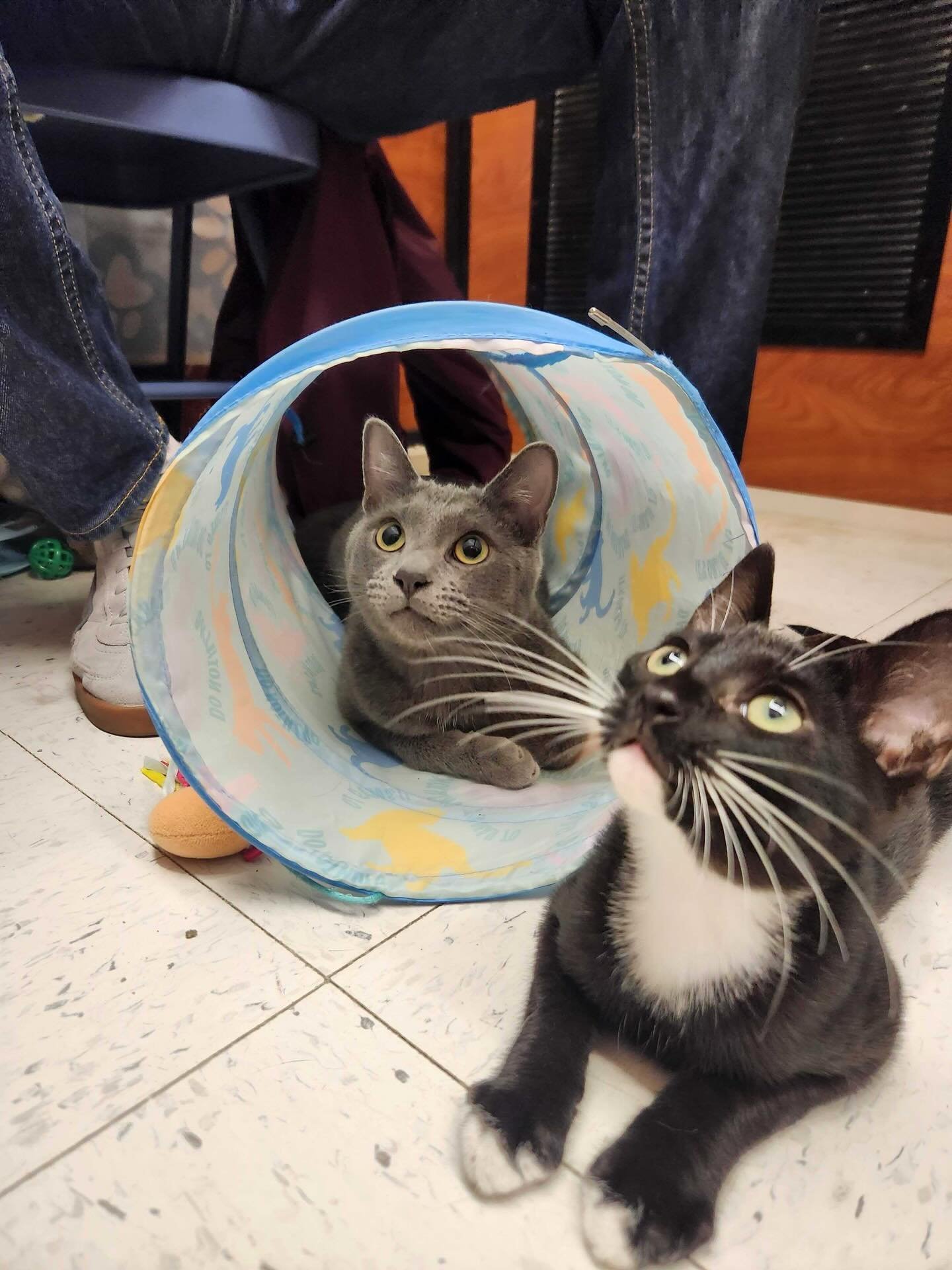 Our La Jolla adoptable cats wish you a happy holiday season 🎁☃️ Come visit them at the La Jolla Petsmart.