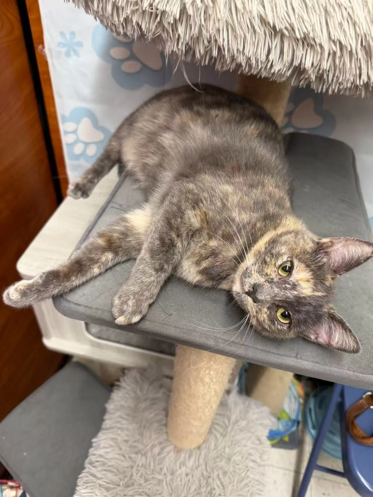 Lucille is now 9 months old and has grown up with our rescue. ❤️ She can&rsquo;t wait to be adopted and finally call a place her home. Come meet her at the La Jolla Petsmart!