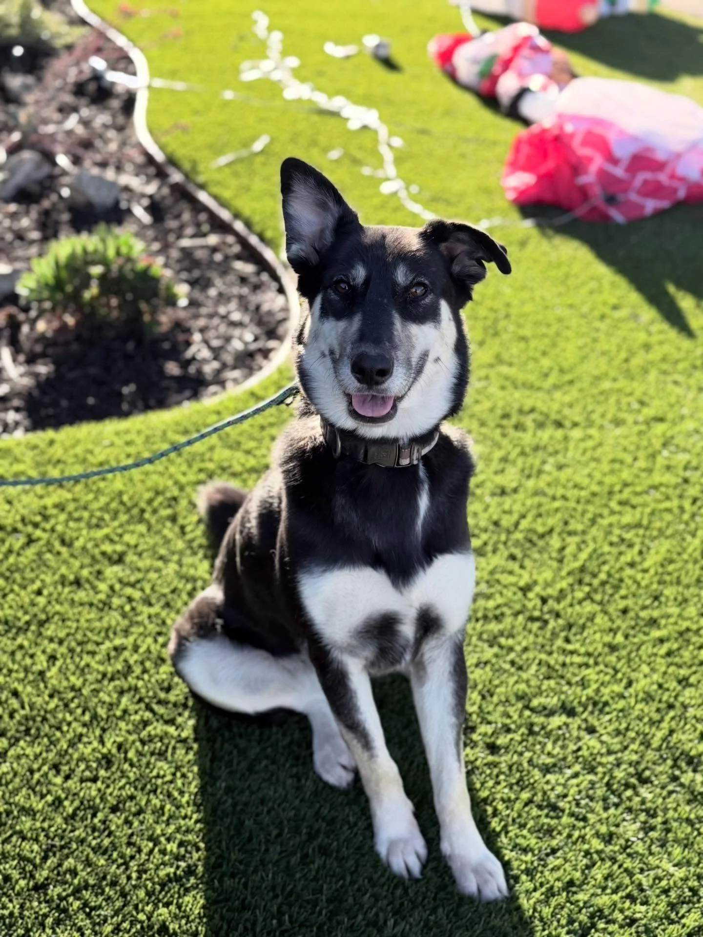 Moose is looking for a someone to rescue her ❤️ She has been working hard with our trainer to get ready for someone to adopt her!! Apply to adopt Moose at the link in our bio.