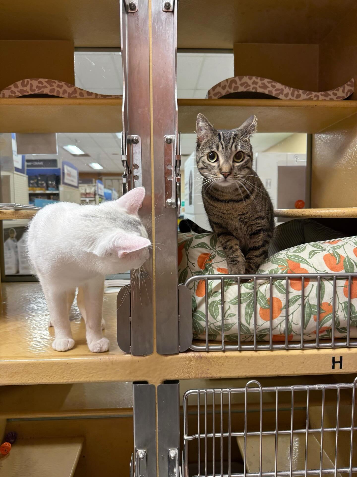 Still trying to decide on a New Year&rsquo;s resolution? We&rsquo;ve got an idea! 

Join our fostering team! Our PetSmart kitties need breaks every two weeks to help them stretch their legs more and get some more socialization. We have dedicated volu