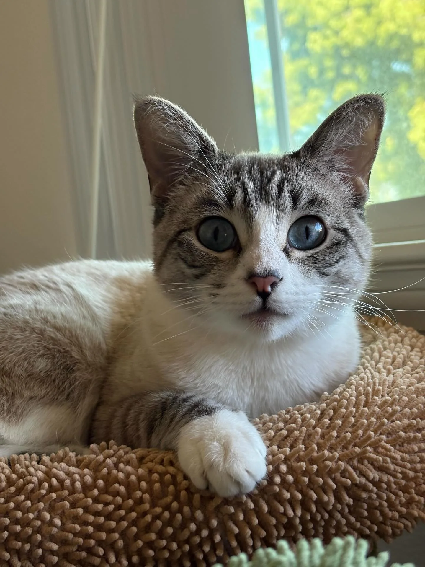 Jule is a total people-lover who wants to be the center of attention! She can sometimes do okay with cats, but she&rsquo;d truly shine as a solo girl soaking up all the human love.
👉 Apply to meet Jule at the link in bio