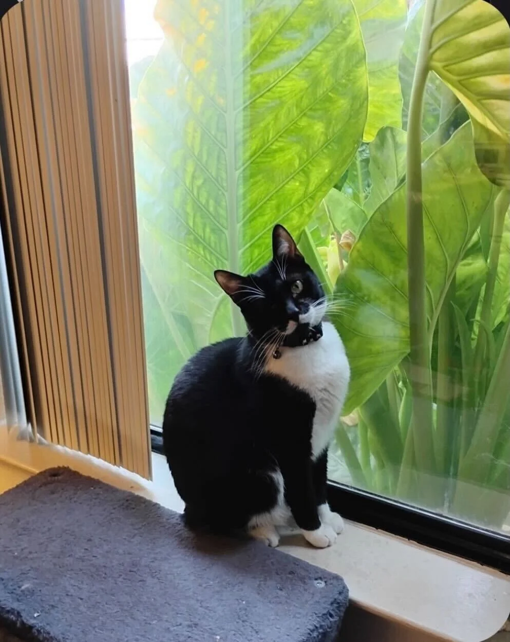 Meet Delilah! This playful girl is all about fun and would love a friendly buddy to romp around with. Sweet, social, and ready for her next adventure 💕
👉 Apply to meet Delilah at the link in bio