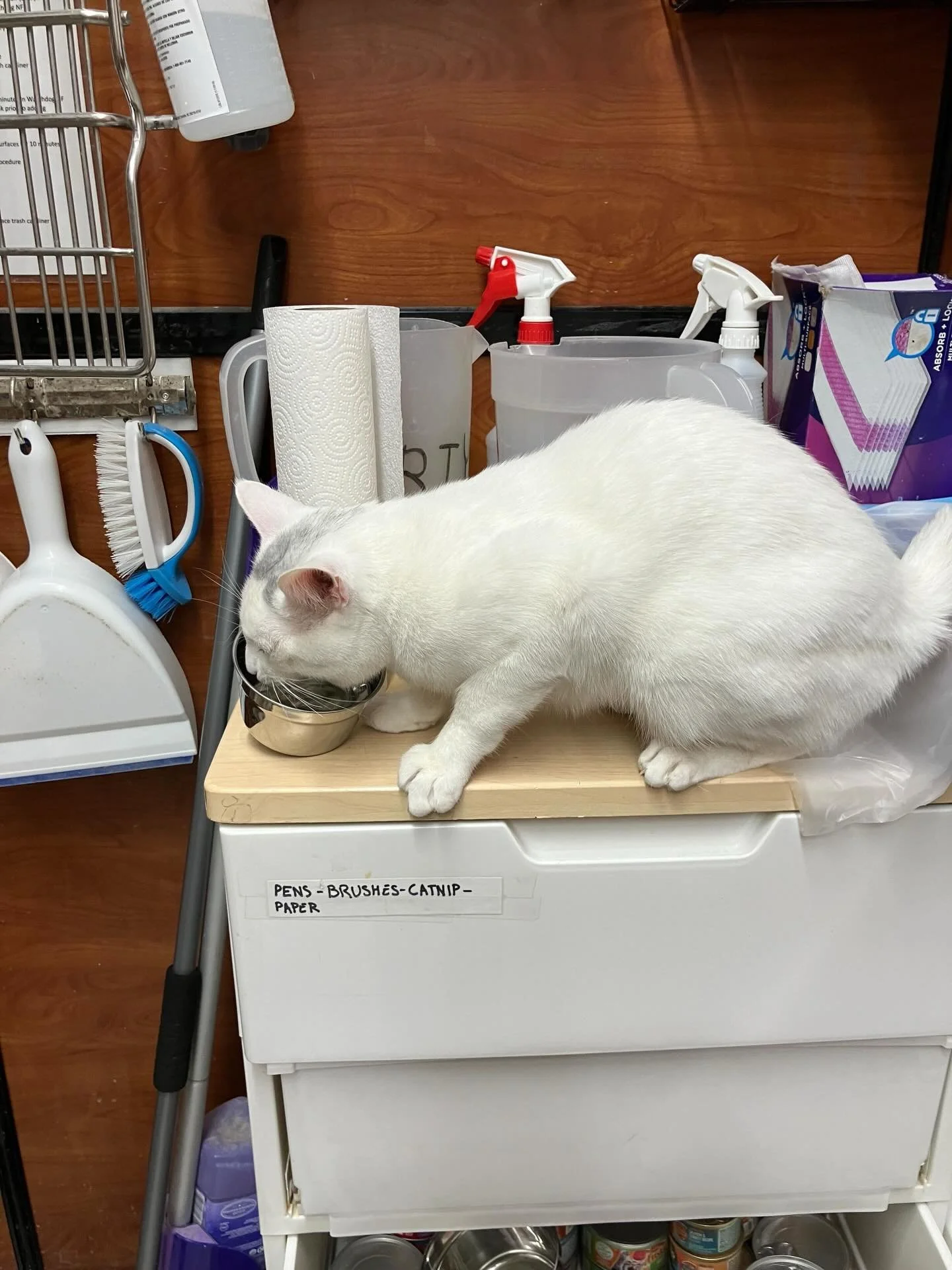 Butter went to the vet! 💉 

Our amazing volunteers noticed he was drinking lots of water when he came out to play. So, off to the vet! Butter got some bloodwork done, and everything came back normal. Yay! 

The wonderful vets at @banfieldpethospital