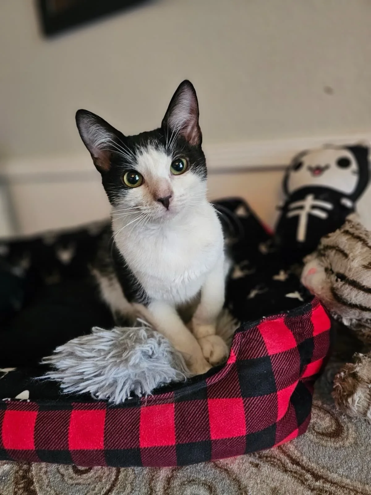 Beautiful Cora (9 months old) is looking for someone to rescue her! ❤️ Apply to meet her at the link in our bio.