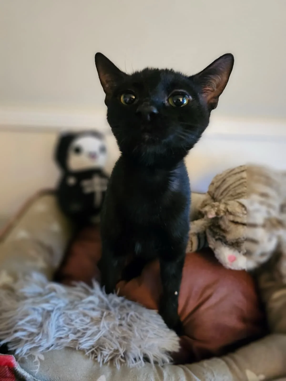 Ash (one of our adoptable kitties) enjoying a yummy snack! ❤️ She&rsquo;s 9 months old and ready to meet her forever home. 🏡