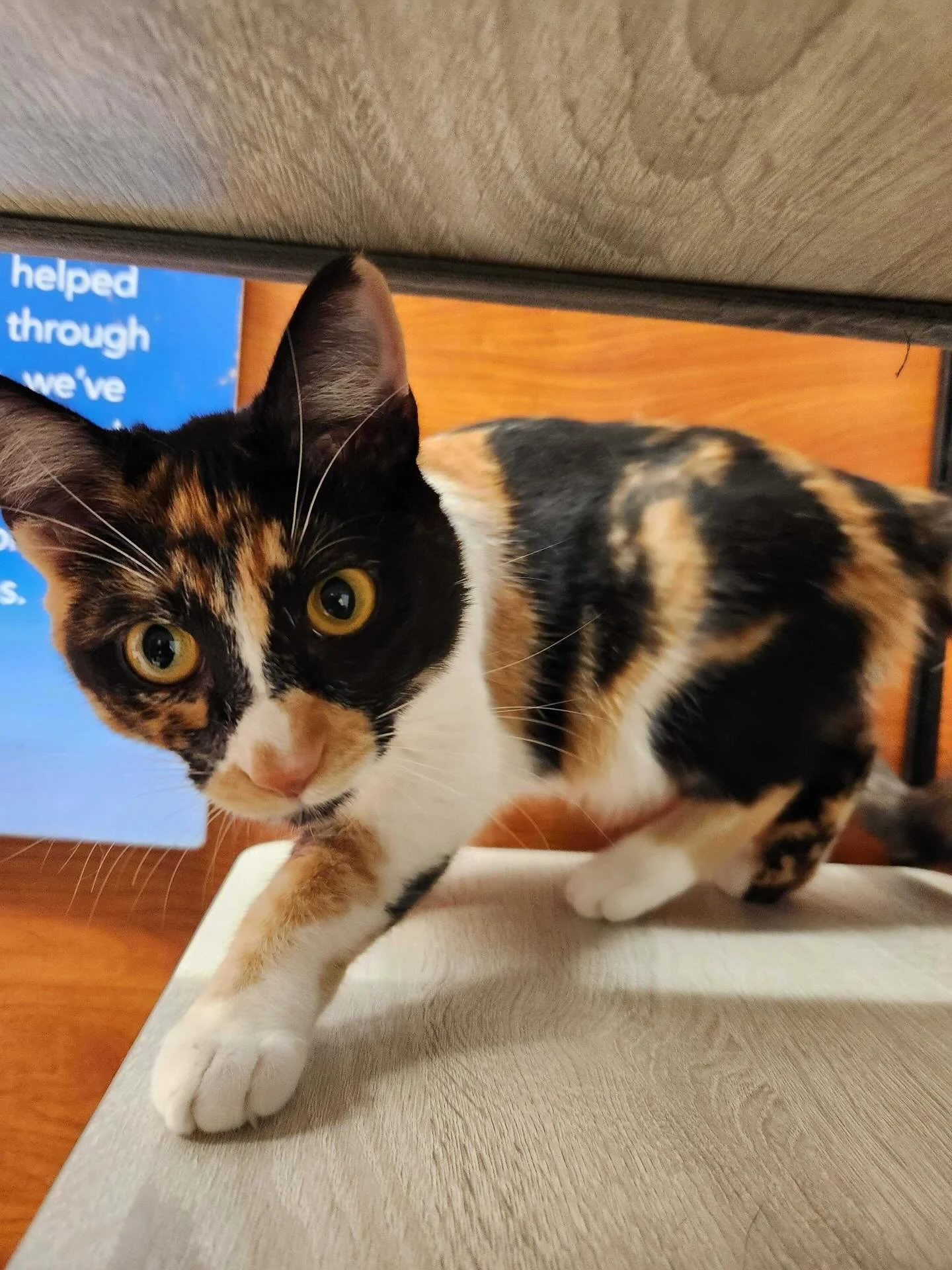 Sugar is one of our newer members at the cattery!  She&rsquo;s 7 months old and loves churro treats and playing. ❤️