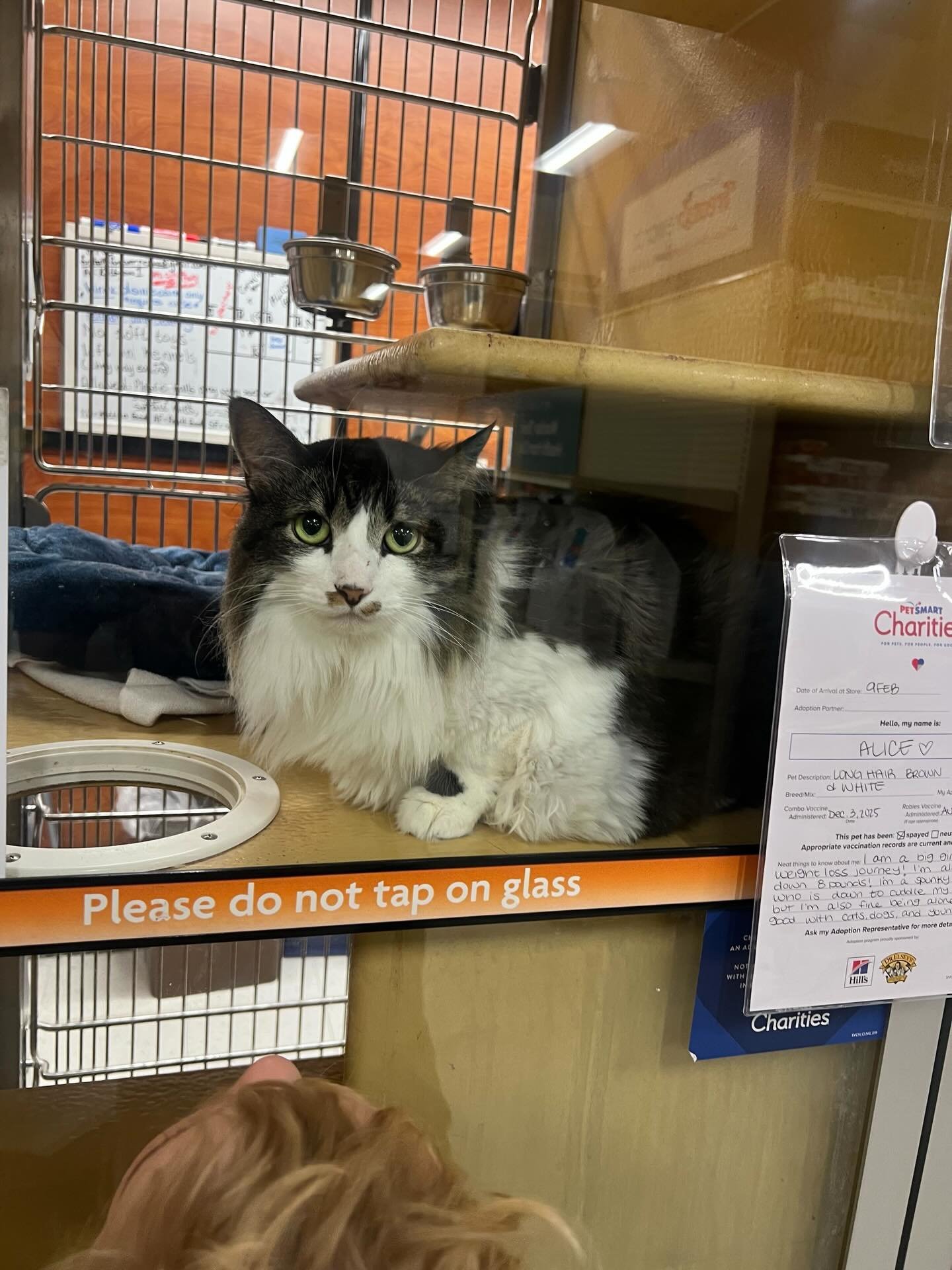 Alice is a green eyed beauty who is looking for someone to rescue her! 💚 This sweet girl will snuggle right up with you once you bring her home. Alice started an impressive weight loss journey earlier this year. When she first came to Furballs, she 