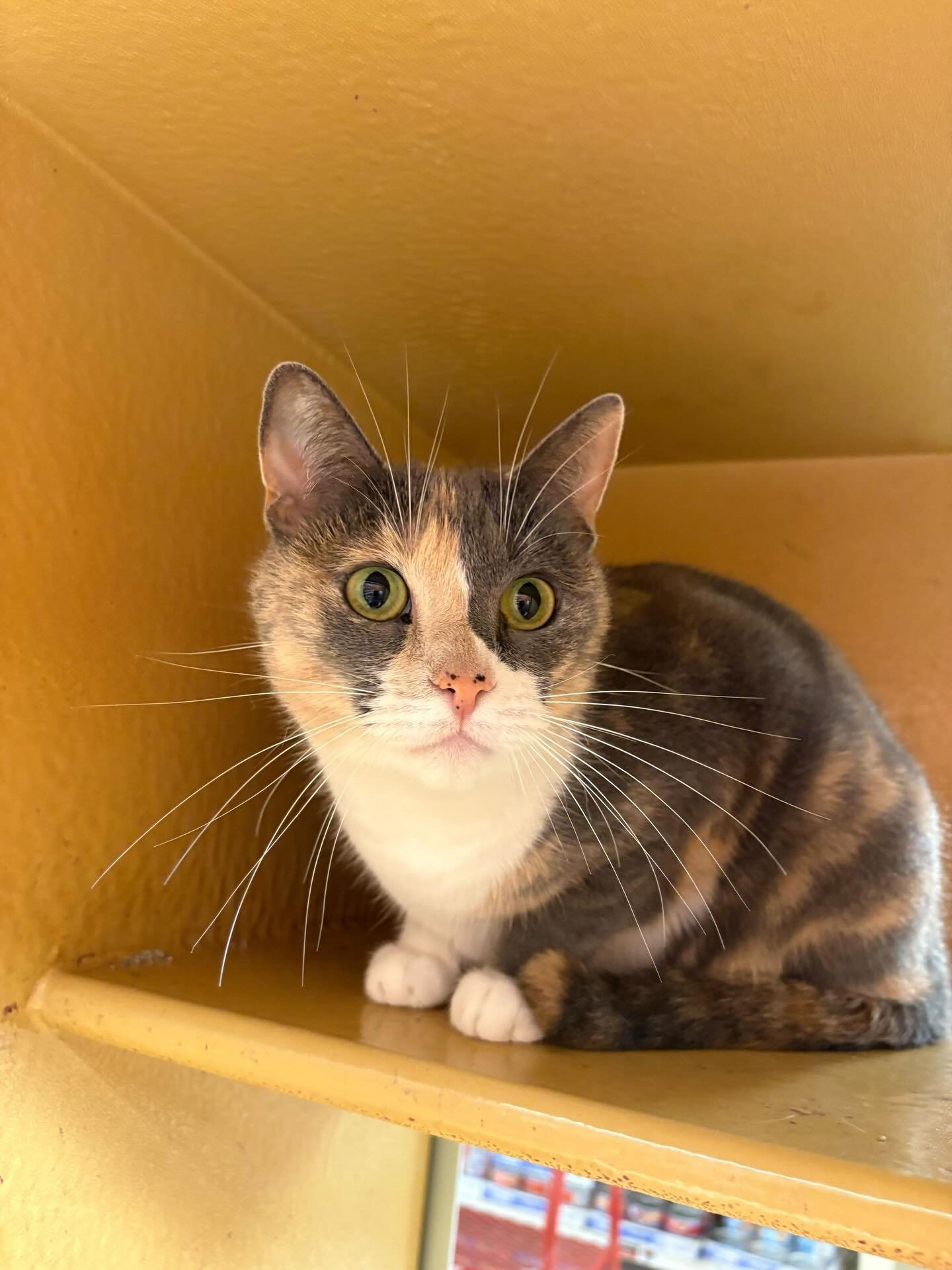 Hi, I&rsquo;m Sparrow! ❤️ My owner passed away and his dear friend took me in. However, I wasn&rsquo;t my happiest in that home with the other kitties.

Now, I&rsquo;m looking for my forever home as a solo kitty! I looooove humans&mdash;pets, headbut